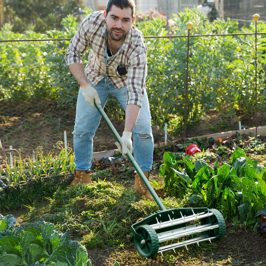 A man using the manual grass roller to aerate a garden bed with leafy green plants