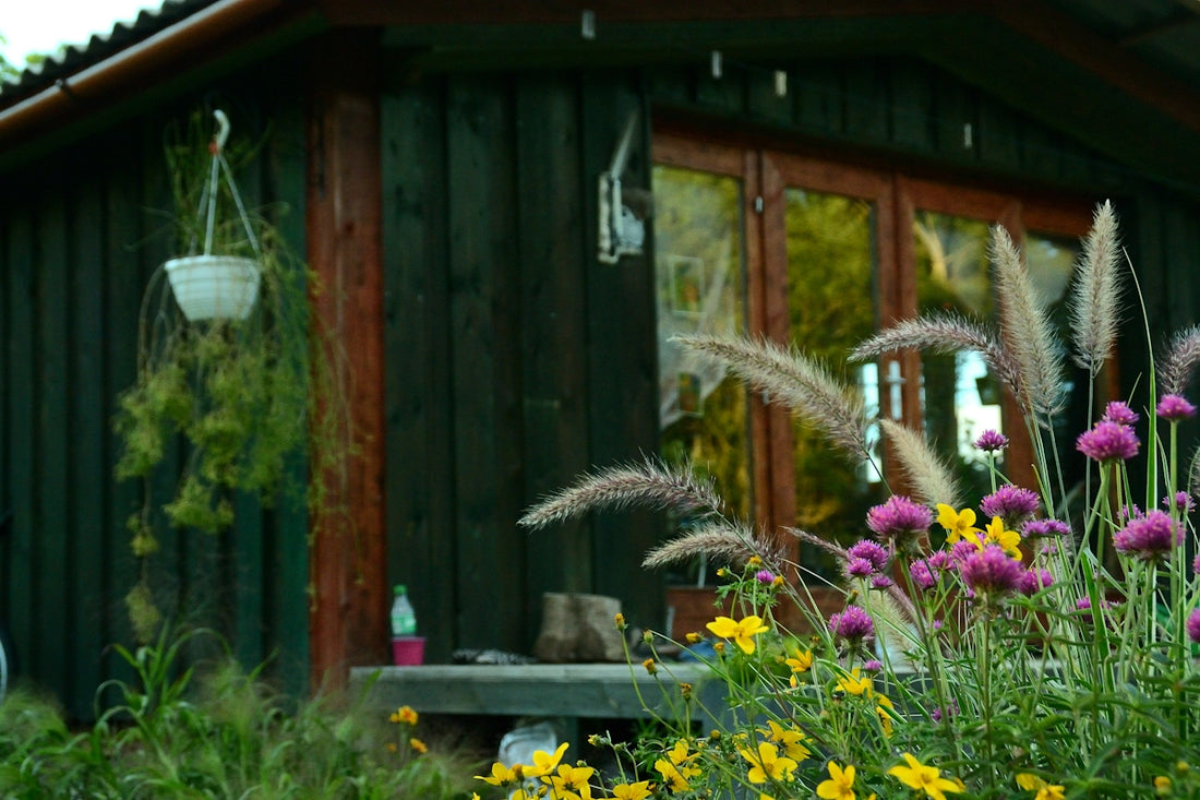 Purple clover and yellow wildflowers in front of a dark wooden garden shed