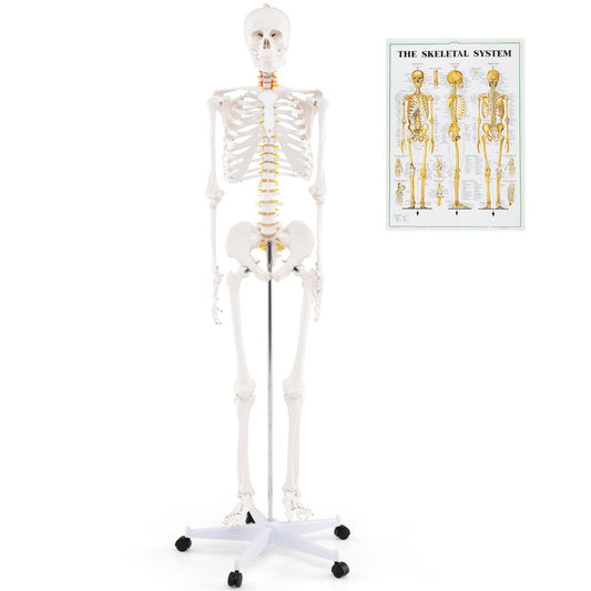 180cm Life Size Human Skeleton Model with Rolling Stand shown with an anatomical wall chart