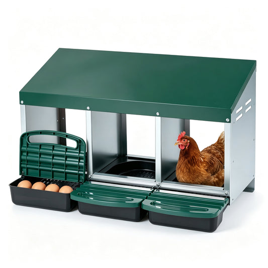 3-Compartment Roll Away Chicken Nesting Box for Hens with a hen inside and eggs in the tray