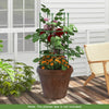 3-Pack Garden Trellis for Climbing Vines Flowers Potted Plants Vegetables Fruits-S