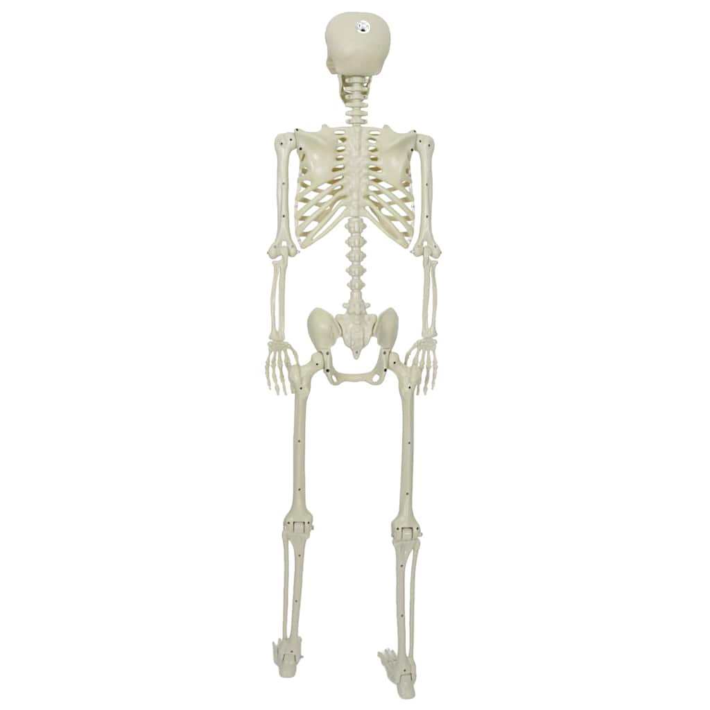 vidaXL Halloween Skeleton White 155 x 38.5 cm Polypropylene 5
