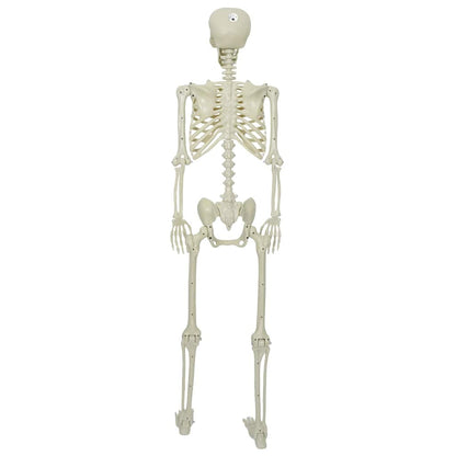 vidaXL Halloween Skeleton White 155 x 38.5 cm Polypropylene 5