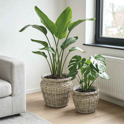 Planter Basket GENDT 2 pcs Natural Kubu Rattan Grey