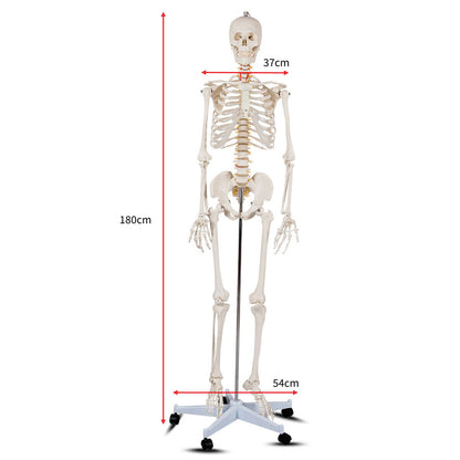180cm Life Size Human Skeleton Model with Rolling Stand