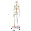 180cm Life Size Human Skeleton Model with Rolling Stand