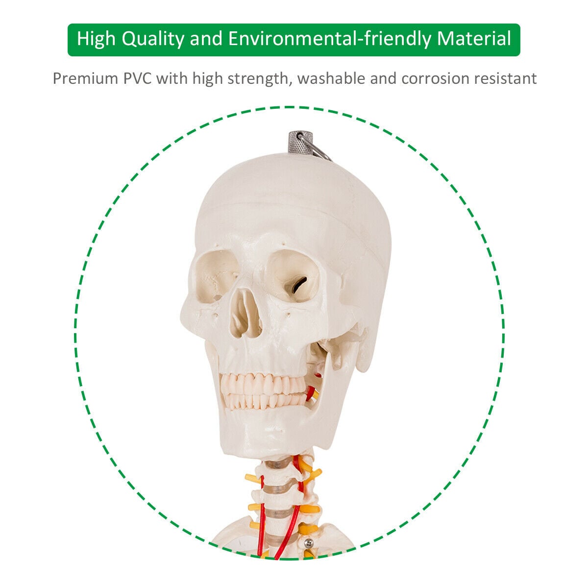 180cm Life Size Human Skeleton Model with Rolling Stand