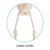 180cm Life Size Human Skeleton Model with Rolling Stand