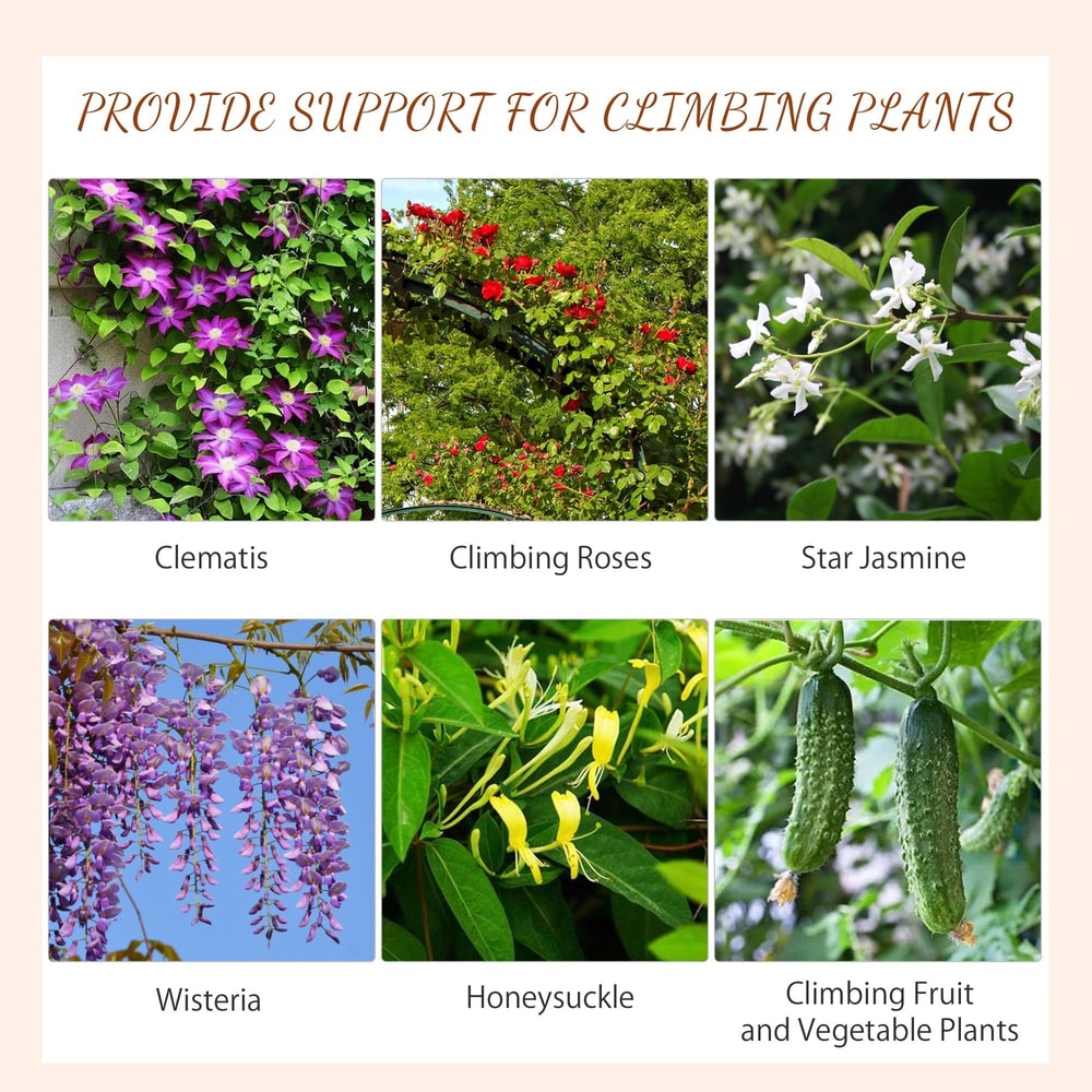 Examples of climbing plants that can be supported by the garden trellis