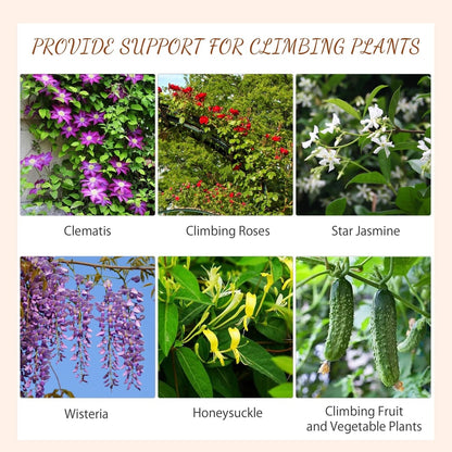 Examples of climbing plants that can be supported by the garden trellis
