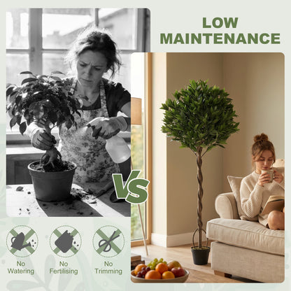 Comparison of a real plant needing care versus the artificial bay laurel tree