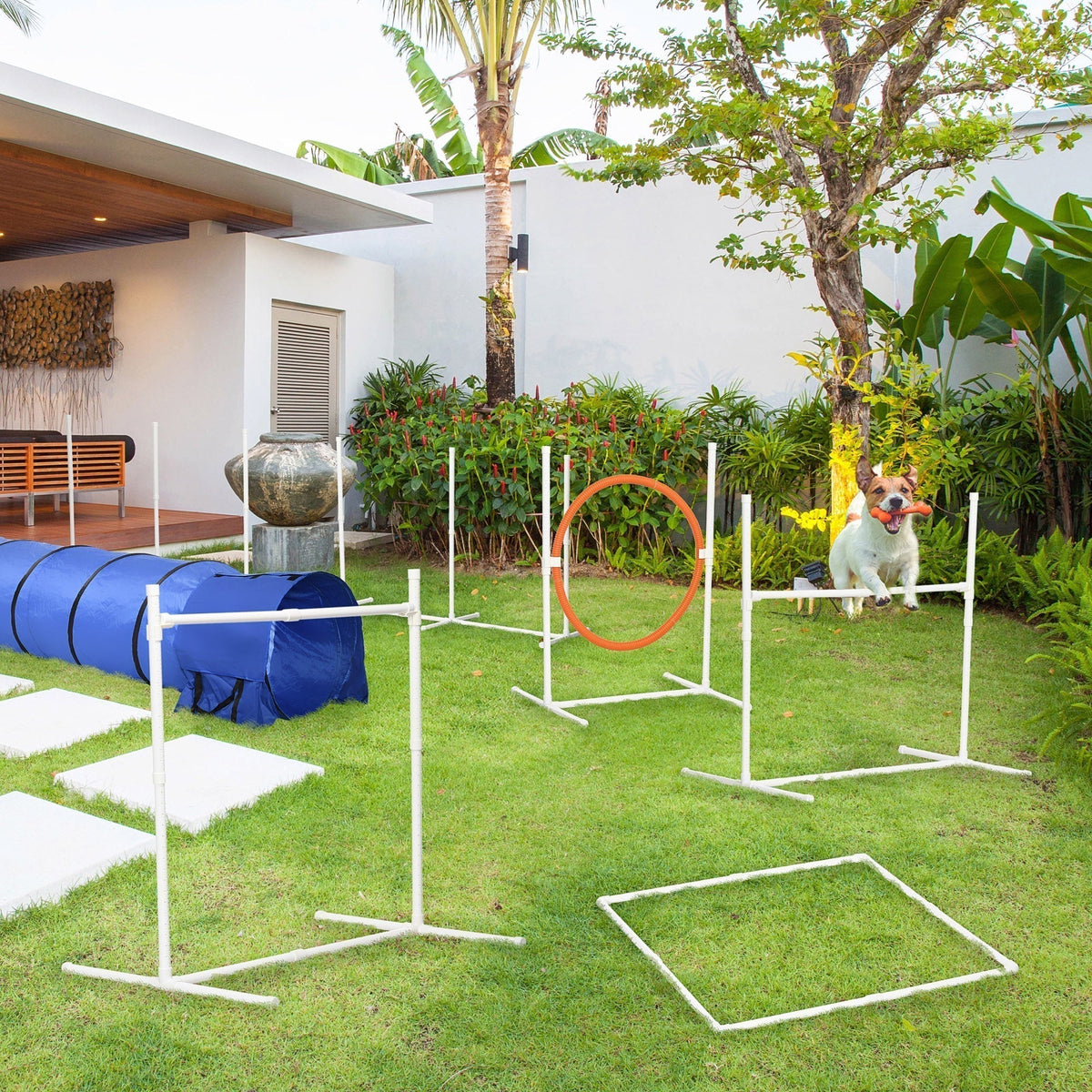 Dog jumping through the orange hoop in the agility course set up in a garden