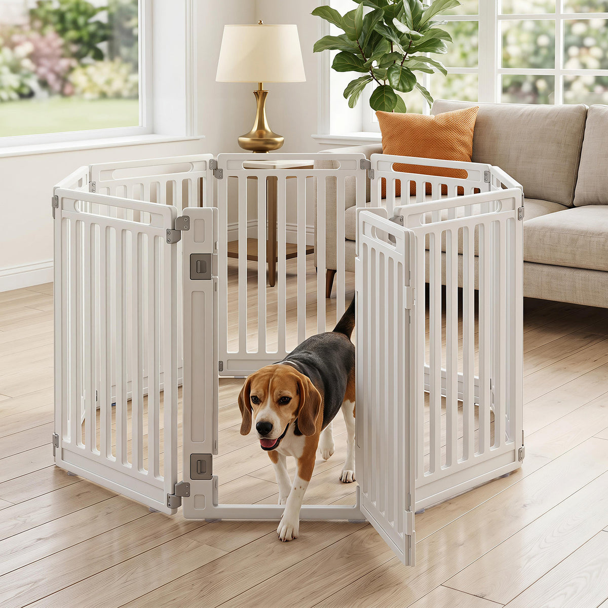 A beagle dog walks out of the white pet gate, which is set up in a living room