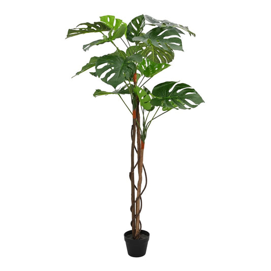 The indoor plant with large green leaves and a tall brown stem on a white background
